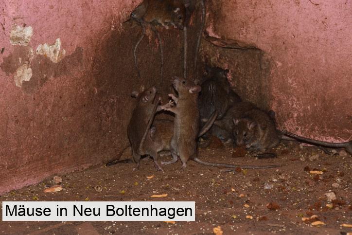 Mäuse in Neu Boltenhagen